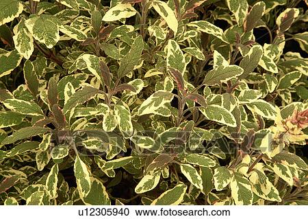 Close-up of variegated salvia officinalis View Large Photo Image Stock Image - Close-up of variegated salvia officinalis. Fotosearch