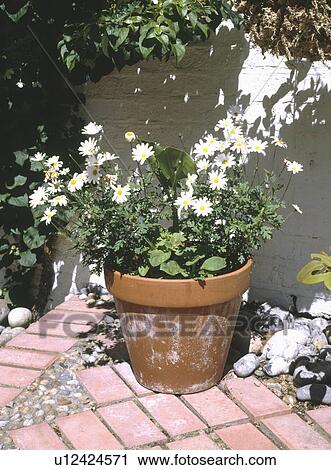 Close up of white argyranthemum in terracotta pot on brick paving View Large Photo Image Stock Image - Close up of white argyranthemum in terracotta pot on brick paving. Fotosearch