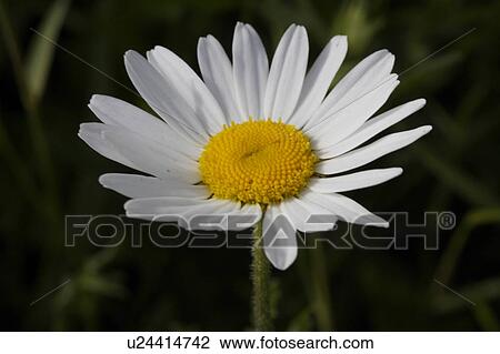 Stock Image - Close-up of white daisy with yellow centre. Fotosearch