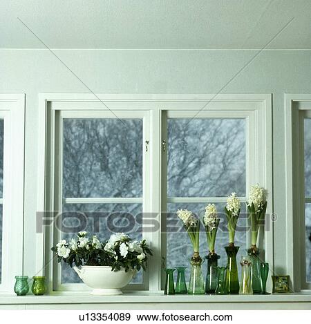 Close-up of white hyacinths in green glass bulb vases on window sill with white azalea in pot View Large Photo Image Stock Photo - Close-up of white hyacinths in green glass bulb vases on window sill with white azalea in pot. Fotosearch