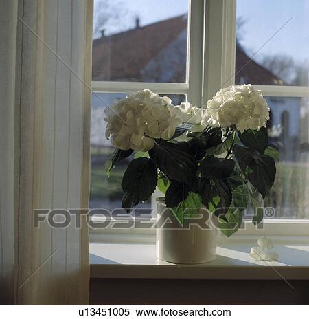 Close-up of white hydrangea in vase on windowsill View Large Photo Image Stock Photography - Close-up of white hydrangea in vase on windowsill. Fotosearch