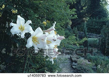Close up of white lilium "Regale" in country garden View Large Photo Image Stock Image - Close up of white lilium "Regale" in country garden. Fotosearch