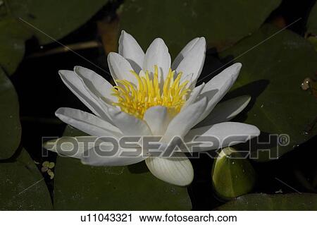 Stock Image - Close-up of white waterlily. Fotosearch