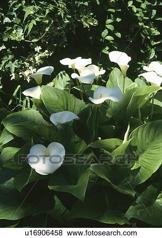 Stock Photo - Close up of white Zantedeschia "Aethiopica". Fotosearch