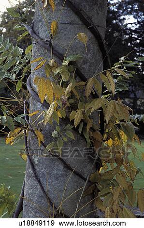 Close-up of wisteria twining around tree trunk View Large Photo Image Stock Photo - Close-up of wisteria twining around tree trunk. Fotosearch
