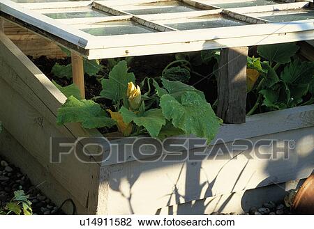 Close-up of wooden cold-frame View Large Photo Image Stock Image - Close-up of wooden cold-frame. Fotosearch