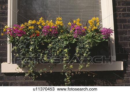 Close up of yellow daffodils and pink primulas with trailing ivy in Spring windowbox View Large Photo Image Stock Image - Close up of yellow daffodils and pink primulas with trailing ivy in Spring windowbox. Fotosearch