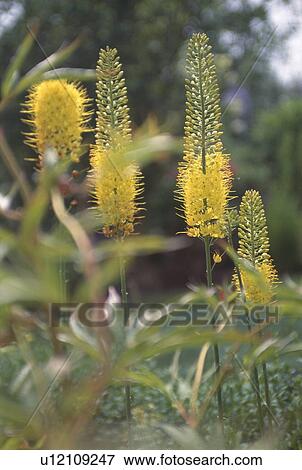Close up of yellow eremurus View Large Photo Image Stock Photo - Close up of yellow eremurus. Fotosearch