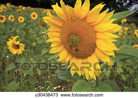 Stock Image - Close up of yellow "Helianthus "Annuus". Fotosearch