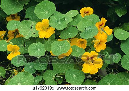 Close-up of yellow nasturtiums View Large Photo Image Stock Photography - Close-up of yellow nasturtiums. Fotosearch