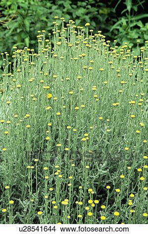 Picture - Close-up of yellow santolina. Fotosearch