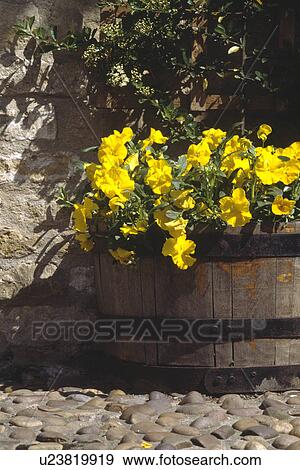 Stock Photo - Close up of yellow violas in old wooden barrel on cobble paving. Fotosearch