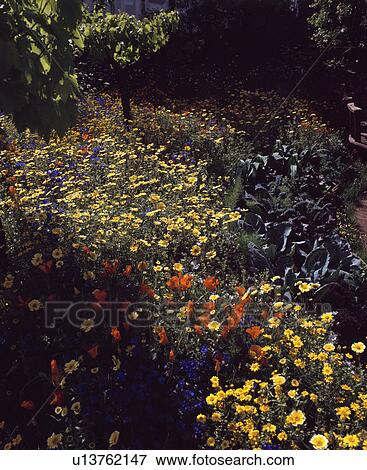 Colourful flowering annuals in town garden in summer View Large Photo Image Stock Photo - Colourful flowering annuals in town garden in summer. Fotosearch