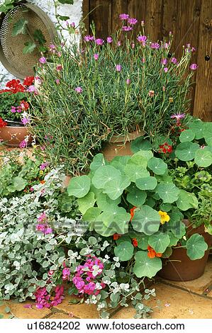 Colourful flowering summer plants in pots in country garden View Large Photo Image Stock Image - Colourful flowering summer plants in pots in country garden. Fotosearch