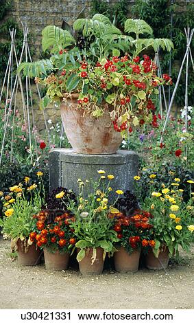 Colourful flowering summer plants in pots in country garden View Large Photo Image Stock Image - Colourful flowering summer plants in pots in country garden. Fotosearch