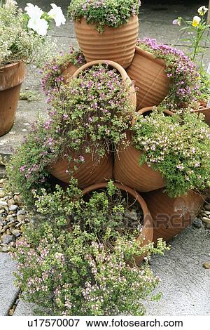 Colourful flowering summer plants in pots in country garden View Large Photo Image Stock Photo - Colourful flowering summer plants in pots in country garden. Fotosearch