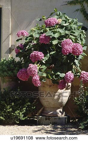 Colourful flowering summer plants in pots in country garden View Large Photo Image Stock Photo - Colourful flowering summer plants in pots in country garden. Fotosearch