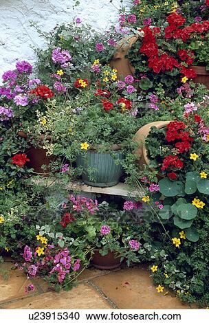 Colourful summer plants in pots View Large Photo Image Stock Image - Colourful summer plants in pots. Fotosearch