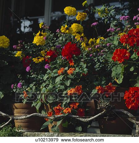 Colourful summer plants in pots View Large Photo Image Stock Photo - Colourful summer plants in pots. Fotosearch