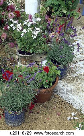 Colourful summer plants in pots View Large Photo Image Stock Photo - Colourful summer plants in pots. Fotosearch