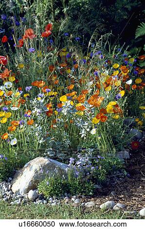 Colourful wild flower border in country garden in summer View Large Photo Image Stock Image - Colourful wild flower border in country garden in summer. Fotosearch