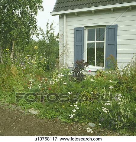 Stock Photo - Colourful wild flower border in country garden in summer. Fotosearch