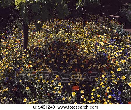 Colourful wild flower border in country garden in summer View Large Photo Image Stock Photo - Colourful wild flower border in country garden in summer. Fotosearch