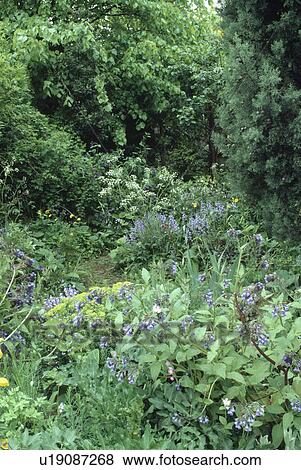 Comfrey growing in wild country garden View Large Photo Image Stock Photo - Comfrey growing in wild country garden. Fotosearch