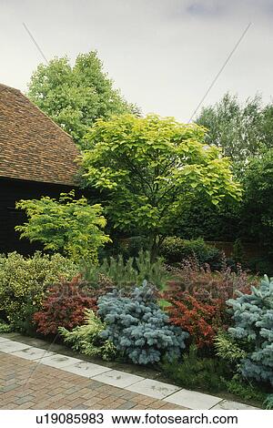 Conifers in country garden View Large Photo Image Stock Image - Conifers in country garden. Fotosearch