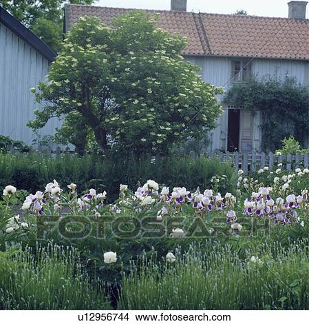 Countyr cottage in late spring with cornus and a wide border of peonies, iris and lavenderby a picket fence View Large Photo Image Picture - Countyr cottage in late spring with cornus and a wide border of peonies, iris and lavenderby a picket fence. Fotosearch