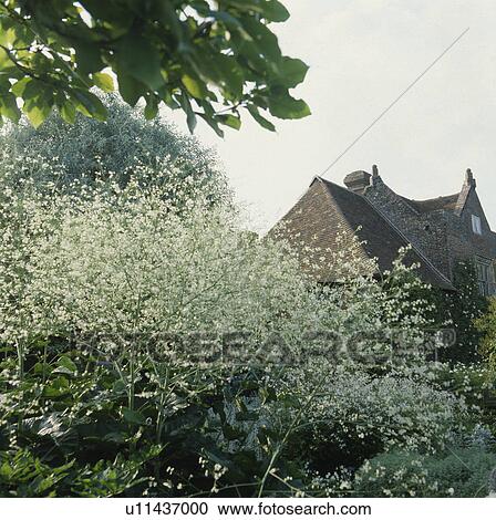 Stock Image - Crambe in border of large country garden in summer. Fotosearch