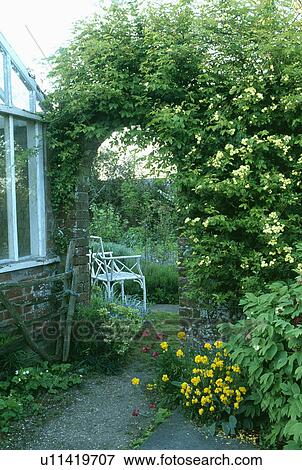 Cream roses above arch in walled country garden in summer View Large Photo Image Stock Photo - Cream roses above arch in walled country garden in summer. Fotosearch