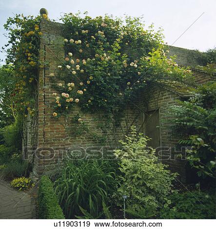 Stock Photo - Cream roses on brick wall in wall country garden in summer. Fotosearch