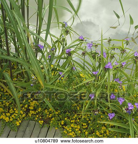 Creeping jenny and spiderwort by the edge of a pond View Large Photo Image Stock Photo - Creeping jenny and spiderwort by the edge of a pond . Fotosearch