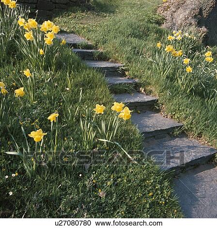 Daffodils beside stone steps in country garden in Spring View Large Photo Image Stock Image - Daffodils beside stone steps in country garden in Spring. Fotosearch