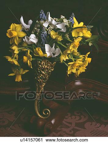 Daffodils with white cyclamen and blue grape hyacinths in small Spring floral arrangement View Large Photo Image Stock Image - Daffodils with white cyclamen and blue grape hyacinths in small Spring floral arrangement. Fotosearch