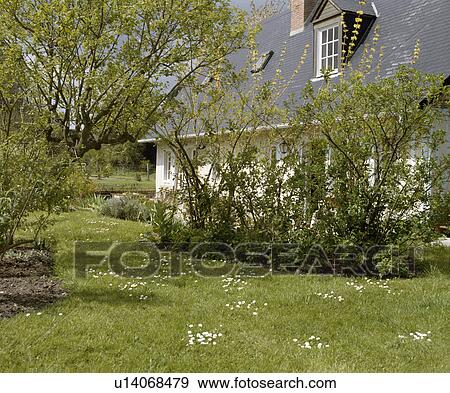 Stock Photo - Daisies on lawn in front of country cottage in France. Fotosearch
