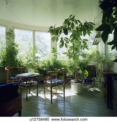 Dining room extension full of houseplants View Large Photo Image Stock Image - Dining room extension full of houseplants. Fotosearch