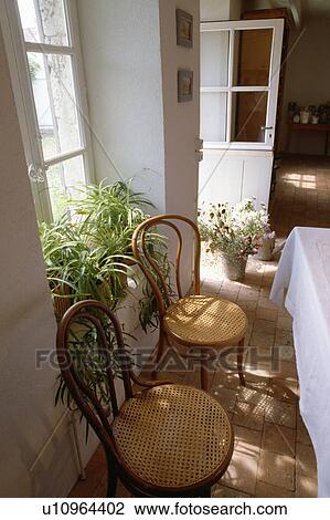 Dining room with Thonet Bentwood chairs in front of window with spider plants on windowsill View Large Photo Image Stock Image - Dining room with Thonet Bentwood chairs in front of window with spider plants on windowsill. Fotosearch
