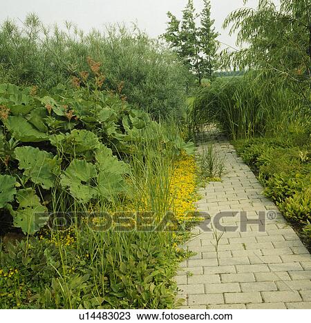 Double borders of moisture loving perennials on either side of a block paving path View Large Photo Image Stock Image - Double borders of moisture loving perennials on either side of a block paving path . Fotosearch