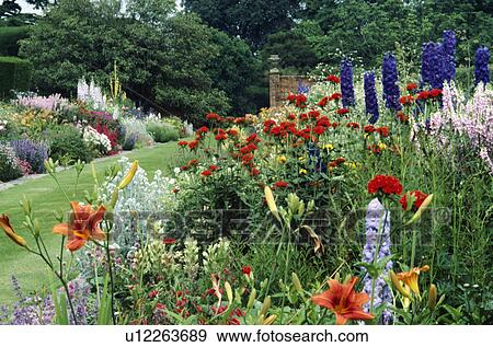 Stock Photo - Double perennial borders in high summer with lilies, delphiniums and scarlet catchfly.. Fotosearch