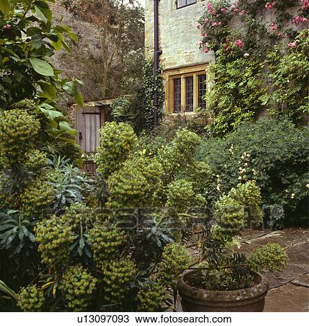 Stock Image - Euphorbia on paving in front of Tudor country house with climbing plants in summer. Fotosearch
