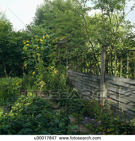 Stock Photo - Fence in green country garden in summer. Fotosearch