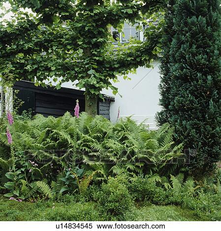 Stock Photography - Ferns and yew tree with pleached tree in country garden. Fotosearch