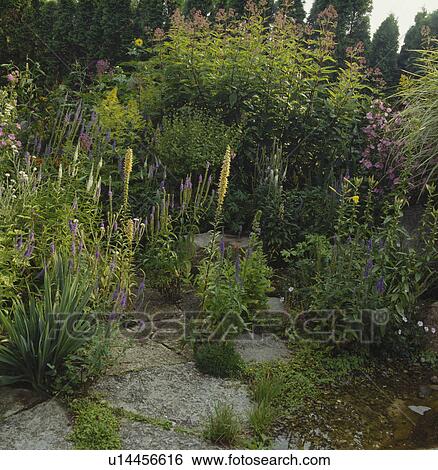 Flowering perennials in summer garden border View Large Photo Image Stock Photograph - Flowering perennials in summer garden border. Fotosearch