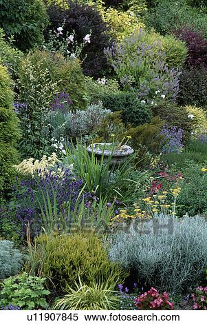 Flowering plants and santolina in herbaceous border in large country garden in summer View Large Photo Image Stock Photography - Flowering plants and santolina in herbaceous border in large country garden in summer. Fotosearch