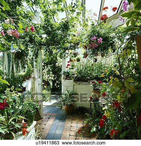Flowering plants inside greenhouse View Large Photo Image Stock Image - Flowering plants inside greenhouse. Fotosearch