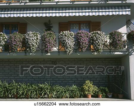 Flowering plants on apartment balcony below striped awning View Large Photo Image Picture - Flowering plants on apartment balcony below striped awning. Fotosearch