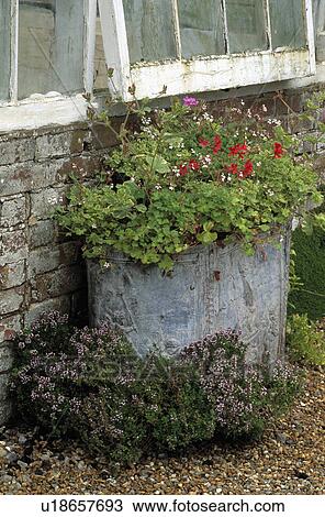 Flowering summer plants in container View Large Photo Image Stock Image - Flowering summer plants in container. Fotosearch