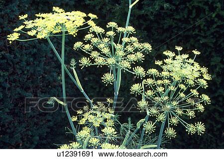 Stock Image - foeniculum, herb, fennel, plants. Fotosearch